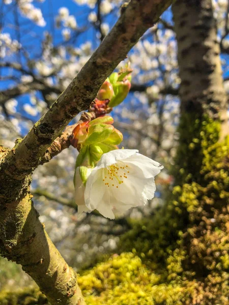 Yoshino Cherry Prunus Yedoensis Hybrid Körsbär Mellan Prunus Speciosa Oshima — Stockfoto