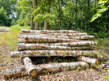 Ağaç kesme sırasında kesilen bagajlara genellikle kütük adı verilir ve belirli bir uzunluktaki cıvatalar kesilirse.