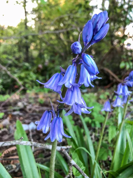 Cloche Bleue Espagnole Hyacinthoides Hispanica Est Une Plante Vivace Bulbeuse — Photo