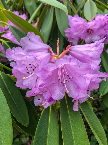 Williams Rhododendron Rhododendron Williamsianum Gatunek Rośliny Rodziny Wrzosowatych Ericaceae Pochodzi — Zdjęcie stockowe