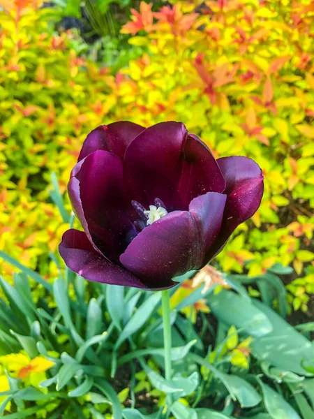 Tulpaner Tulipa Bildar Ett Släkte Vårblommande Perenna Örtartade Buskliknande Geofyter — Stockfoto