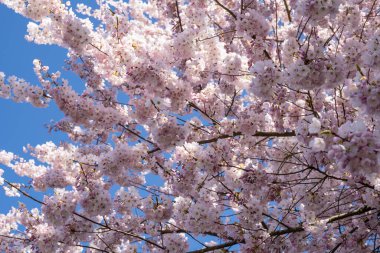 Yoshino kirazı (Prunus yedoensis), Prunus speciosa (Oshima zakura) ile Prunus pendula f. ascendens (Edo higan) arasında bir melez kirazdır.