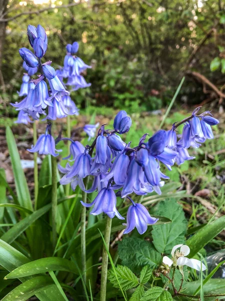 Spanyol Bluebell Hyacinthoides Hispanica Ber Yarımadası Özgü Bir Bahar Çiçeği — Stok fotoğraf
