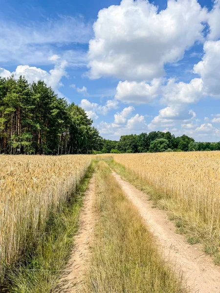 Vackert Sommarlandskap Med Åkrar Nära Wagrowiec Polen — Stockfoto