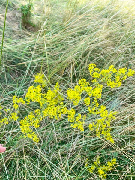 Yellow Bedstraw Galium Verum Herbaceous Perennial Plant Family Rubiaceae — Stock Photo, Image