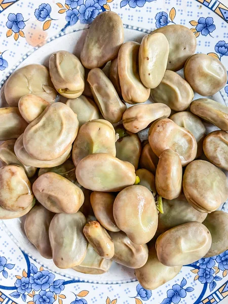 Fava Bønne Vicia Faba Art Blomstrende Plante Vikke Ærte Familien - Stock-foto