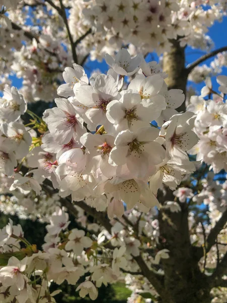 Cerise Yoshino Prunus Yedoensis Est Une Cerise Hybride Entre Prunus — Photo