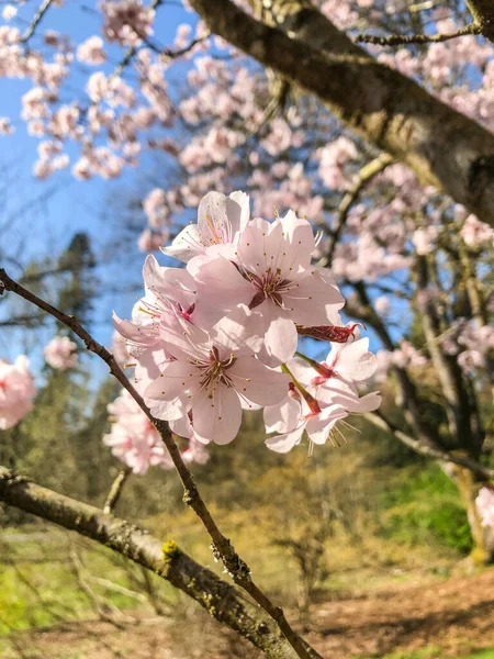 Cerise Taïwan Prunus Campanulata Est Une Espèce Cerisier Originaire Japon — Photo