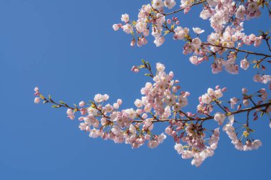 Yoshino kirazı (Prunus yedoensis), Prunus speciosa (Oshima zakura) ile Prunus pendula f. ascendens (Edo higan) arasında bir melez kirazdır.
