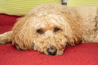 Avustralya Labradoodle, Labrador Retriever, Fino ve Cocker Spaniel 'in karışımıdır..