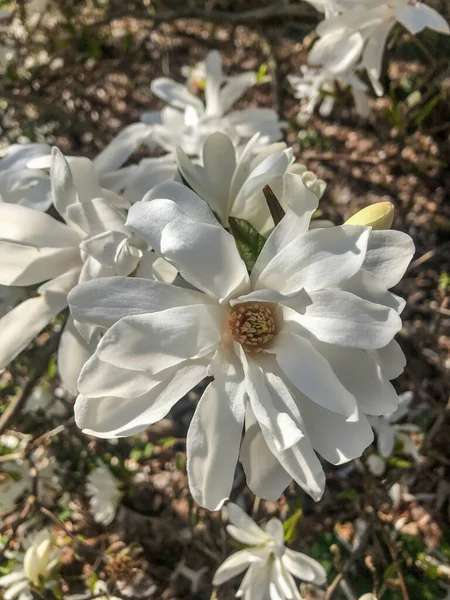 Yıldız Manolyası Magnolia Stellata Japonya Yetişen Yavaş Büyüyen Bir Ağaç — Stok fotoğraf