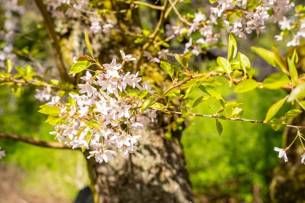 Japansk Körsbär Prunus Serrulata Horinji Art Körsbär Infödda Kina Japan — Stockfoto