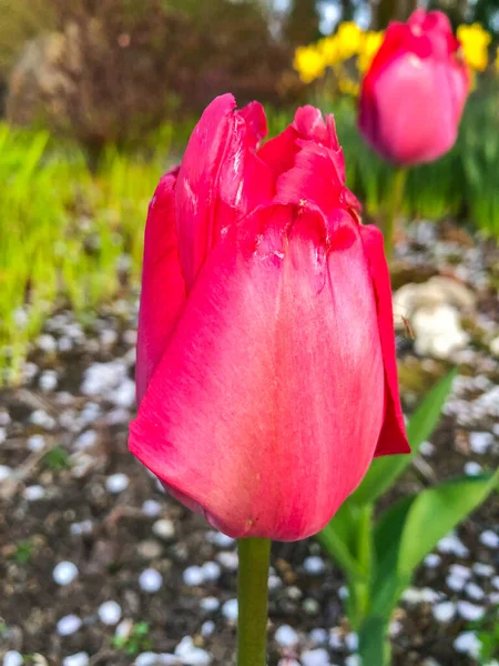 Tulip Tulipa Membentuk Genus Dari Tumbuhan Perennial Geophyta Bulbiferous Memiliki — Stok Foto