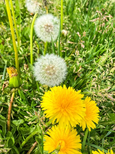 민들레 Common Dandelion Taraxacum Officinale 민들레 Dandelion 초승달 식물이다 수있는 — 스톡 사진