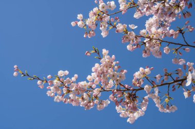 Yoshino kirazı (Prunus yedoensis), Prunus speciosa (Oshima zakura) ile Prunus pendula f. ascendens (Edo higan) arasında bir melez kirazdır.