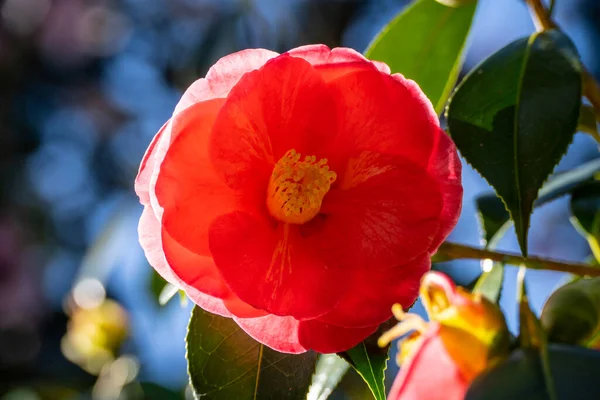 Camellia Japonica Uma Das Espécies Mais Conhecidas Gênero Camellia — Fotografia de Stock