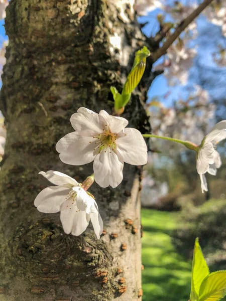 Cerise Yoshino Prunus Yedoensis Est Une Cerise Hybride Entre Prunus — Photo