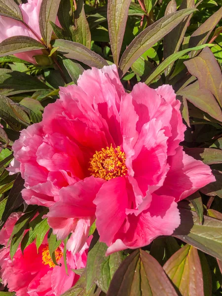 Peony Name Plants Genus Paeonia Only Genus Flowering Plant Family — Stock Photo, Image