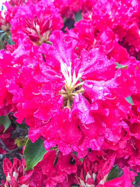 Rhododendron Género Con 024 Especies Plantas Leñosas Perteneciente Familia Ericaceae —  Fotos de Stock