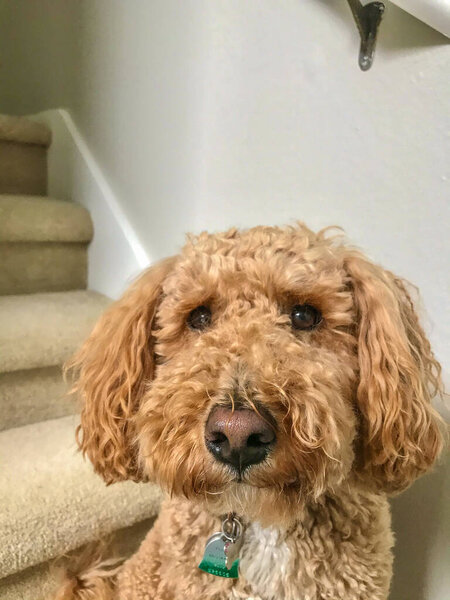 Australian Labradoodle is a mix between the Labrador Retriever, Poodle and Cocker Spaniel.