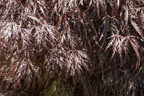 Karmazynowa Królowa Klon Japoński Acer Palmatum Var Dissectum Crimson Queen — Zdjęcie stockowe