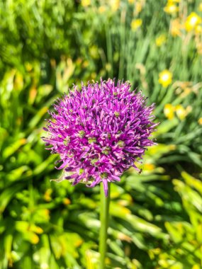 Dev soğan (Allium giganteum), Orta ve Güneybatı Asya 'da yetişen Asya kökenli bir soğan türüdür..