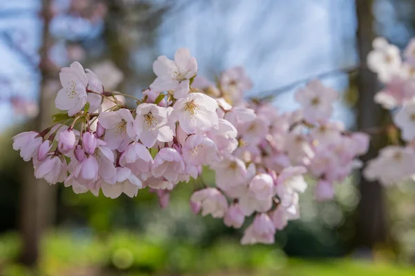 Yoshino Cherry Prunus Yedoensis Hybrid Körsbär Mellan Prunus Speciosa Oshima — Stockfoto