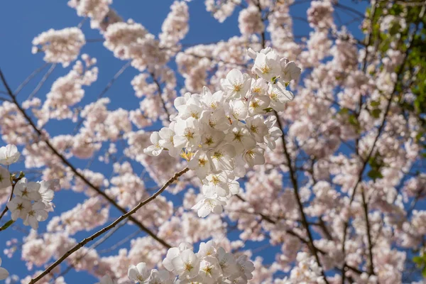 Yoshino Cherry Prunus Yedoensis Een Hybride Kers Van Tussen Prunus — Stockfoto