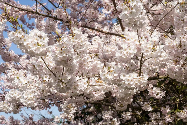 Yoshino Ciliegia Prunus Yedoensis Una Ciliegia Ibrida Tra Prunus Speciosa — Foto Stock