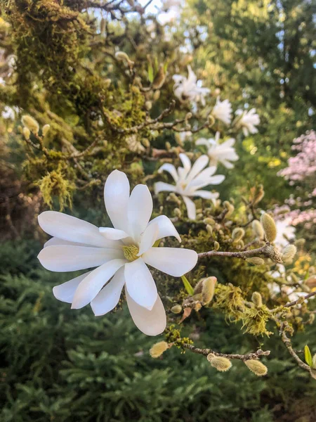 Star Magnolia Magnolia Stellata Långsamt Växande Buske Eller Ett Litet — Stockfoto