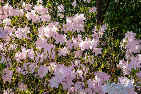 Azaleen Sind Blühende Sträucher Der Gattung Rhododendron Insbesondere Die Früheren — Stockfoto