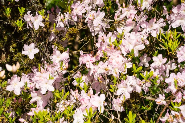 Azáleas São Arbustos Floridos Gênero Rhododendron Particularmente Antigas Seções Tsutsuji — Fotografia de Stock