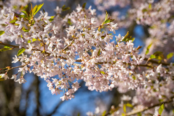 Japanese cherry (Prunus serrulata 'Horinji') is a species of cherry native to China, Japan, Korea, and India, and is used for its spring cherry blossom displays and festivals.