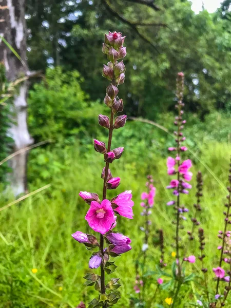 オレゴン チェッカーブルーム Sidalcea Oregana モールファミリーの開花植物の一種です ブリティッシュコロンビア州からカリフォルニア州からユタ州までの北米西部に自生し 湿地やメアなど多くの湿った生息地で成長します — ストック写真
