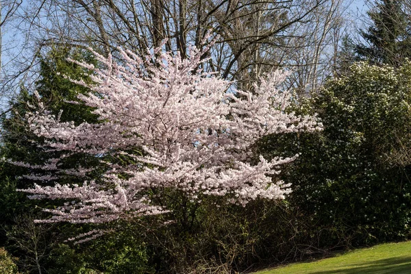 Cereza Yoshino Prunus Yedoensis Una Cereza Híbrida Entre Prunus Speciosa — Foto de Stock