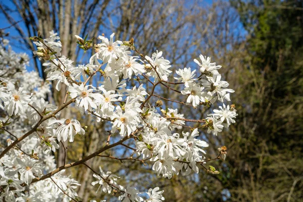 Csillag Magnólia Magnolia Stellata Egy Lassan Növő Cserje Vagy Kis — Stock Fotó