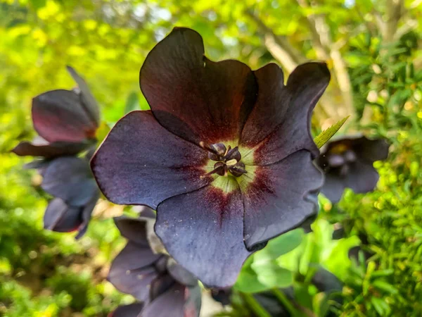 Lenten Rose Helleborus Orientalis 피우는 쿨라아 Ranunculacea 속하는 종이다 — 스톡 사진