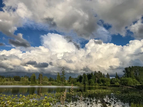 Larsen Lake Blueberry Farm Ett Bra Ställe Att Plocka Dina — Stockfoto