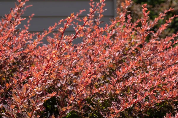 Japanese Barberry Berberis Thunbergii Species Flowering Plant Barberry Family Berberidaceae — Stock Photo, Image