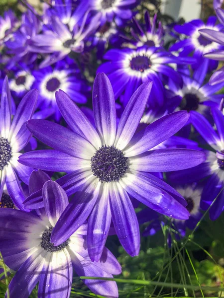 라리아 Cineraria Pericallis Hybrid 꽃식물이다 카나리아 제도의 토착종인 칼리스 Pericallis — 스톡 사진