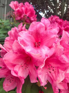 Rhododendron, Çayırgiller (Ericaceae) familyasından 1.024 ağaçlık bir bitki cinsidir.