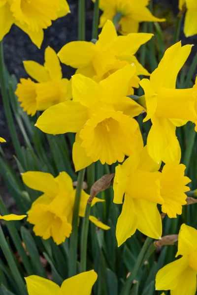 Lírio Quaresmal Narcissus Pseudonarcissus Uma Planta Com Flor Perene Que — Fotografia de Stock