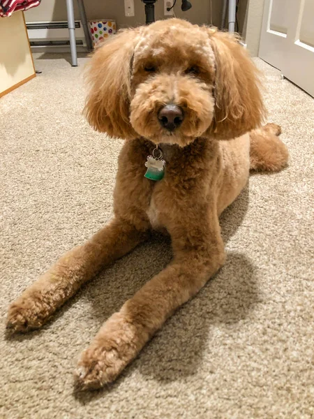 Australian Labradoodle Mix Tra Labrador Retriever Coodle Cocker Spaniel — Foto Stock