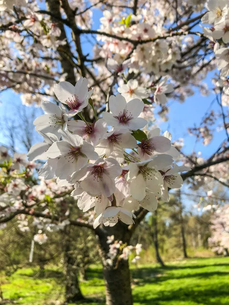 Cereza Yoshino Prunus Yedoensis Una Cereza Híbrida Entre Prunus Speciosa — Foto de Stock