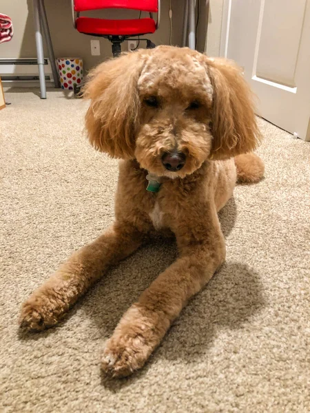 Australian Labradoodle Смесь Лабрадорского Ретривера Пуделя Кокер Спаниеля — стоковое фото