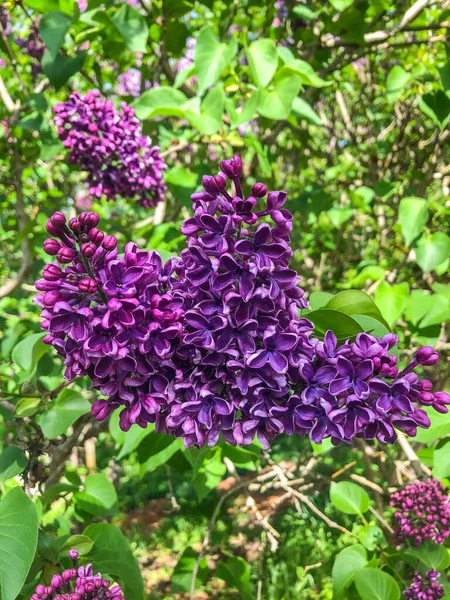 Syringa Vulgaris Una Especie Planta Con Flores Perteneciente Familia Oleaceae —  Fotos de Stock