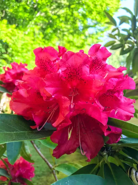 Rhododendron Een Geslacht Uit Heidefamilie Ericaceae Behoort Tot Heidefamilie Ericaceae — Stockfoto