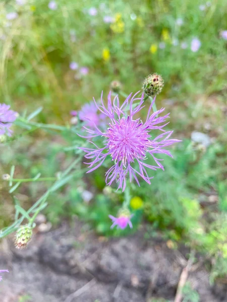 Centaurea Stoebe Uma Espécie Planta Com Flor Pertencente Família Centaurea — Fotografia de Stock