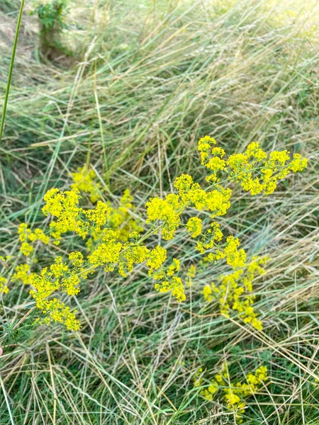 Yellow Bedstraw Galium Verum Herbaceous Perennial Plant Family Rubiaceae — Stock Photo, Image