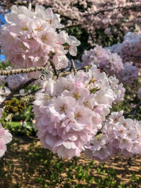 Yoshino kirazı (Prunus yedoensis), Prunus speciosa (Oshima zakura) ile Prunus pendula f. ascendens (Edo higan) arasında bir melez kirazdır.. 